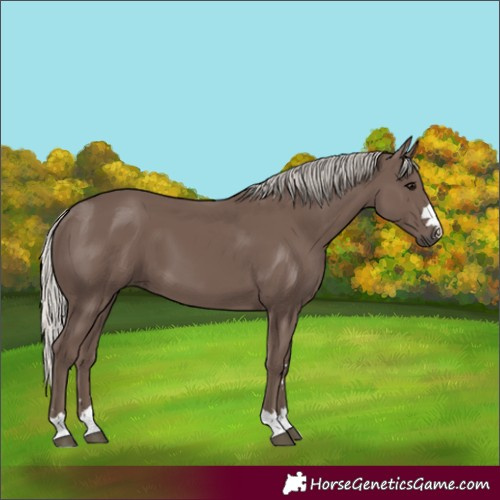 Horse Color:Silver Black