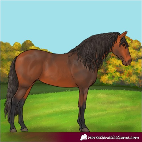 Horse Color:Bay 