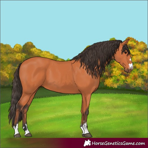 Horse Color:Bay 