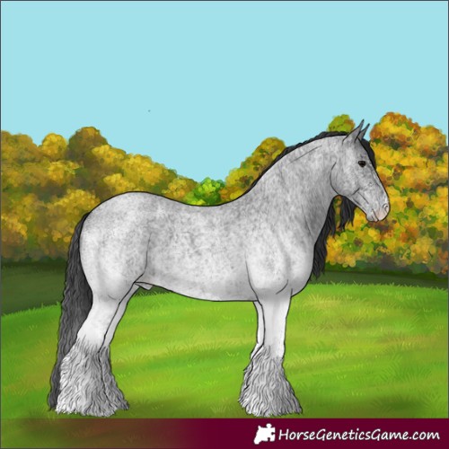 Horse Color:White Spotted Blue Roan Rabicano  and White Spotted Blue Roan Rabicano 