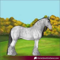 Horse Color:White Spotted Blue Roan Rabicano  and White Spotted Blue Roan Rabicano 
