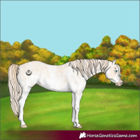 Horse Color:Perlino Sabino Rabicano and Perlino Sabino Frame Rabicano