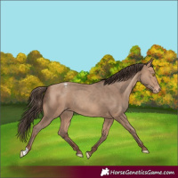 Horse Color:Amber Champagne Appaloosa