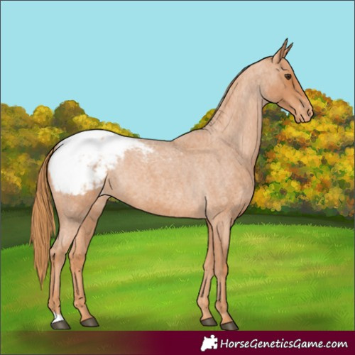 Horse Color:Red Roan Appaloosa