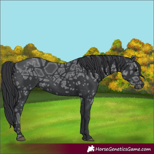Horse Color:Black Ice