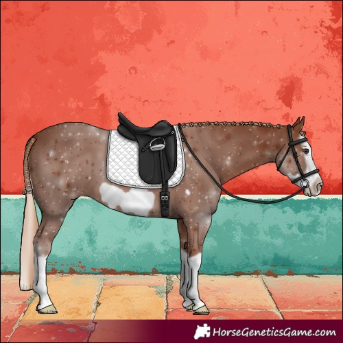 Horse Color:Chestnut Splash Frame 