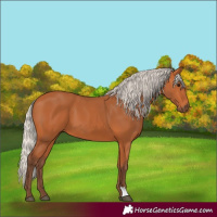 Horse Color:Silver Bay 