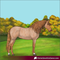 Horse Color:Red Roan 
