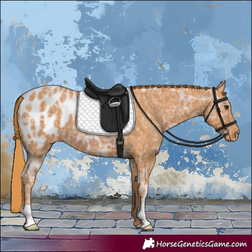 Horse Color:Watercolor Chestnut Ice Appaloosa 
