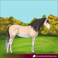 Horse Color:Buckskin Splash Frame