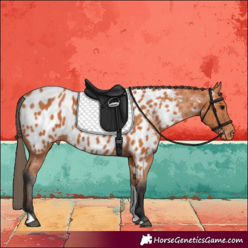 Horse Color:Bay Tobiano Appaloosa 