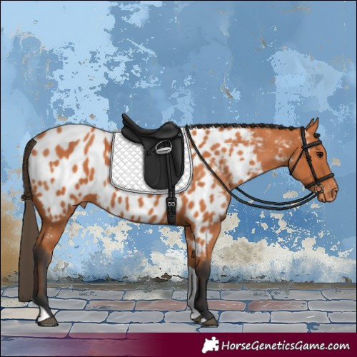 Horse Color:Bay Tobiano Appaloosa 