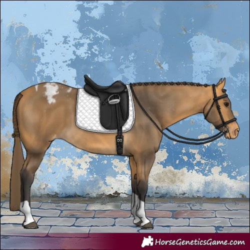 Horse Color:Buckskin Tobiano Appaloosa