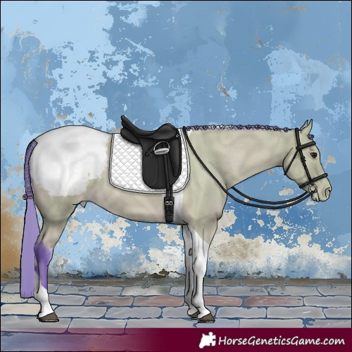 Horse Color:Watercolor Buckskin Tobiano Appaloosa 