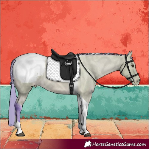 Horse Color:Watercolor Buckskin Tobiano Appaloosa