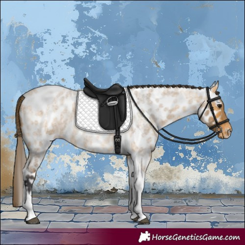 Horse Color:Buckskin Roan Tobiano Appaloosa 