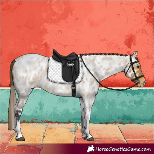 Horse Color:Buckskin Roan Tobiano Near Leopard 