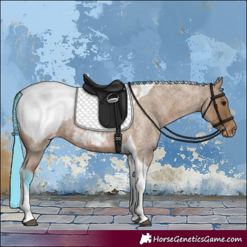 Horse Color:Watercolor Bay Roan Tobiano Appaloosa 