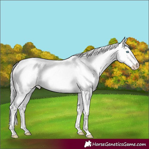 Horse Color:Silver Perlino Roan Dun