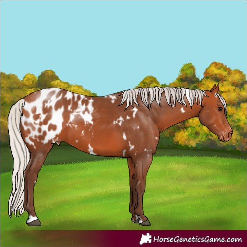 Horse Color:White Spotted Silver Bay Appaloosa 