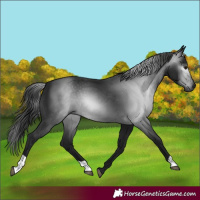Horse Color:Gray Black
