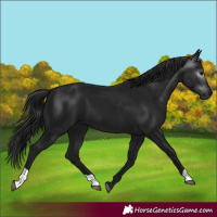 Horse Color:Gray Black