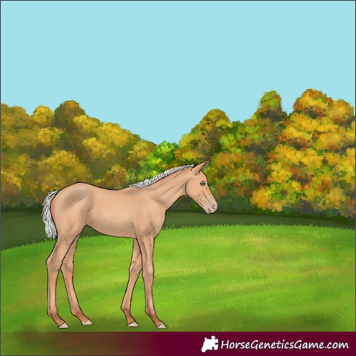 Horse Color:Silver Classic Champagne 
