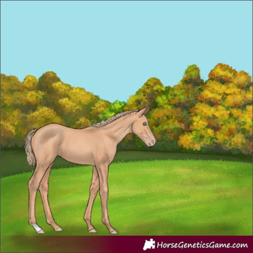 Horse Color:Gold Champagne