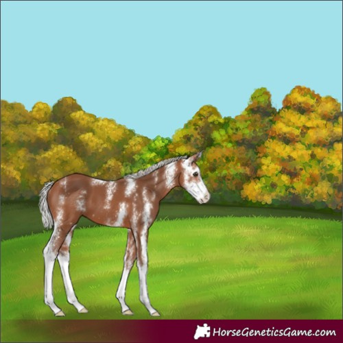 Horse Color:Silver Brown Sabino 