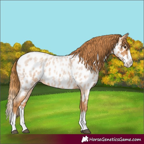 Horse Color:Red Roan Splash Near Leopard 