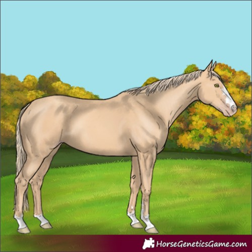 Horse Color:Gold Champagne