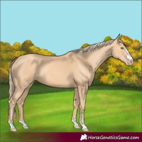 Horse Color:Gold Champagne 