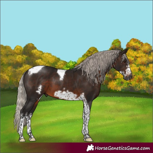 Horse Color:Gray White Spotted Silver Brown Tobiano Frame