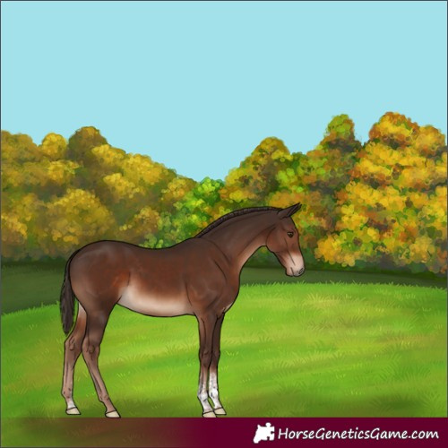 Horse Color:Liver Chestnut Sabino 