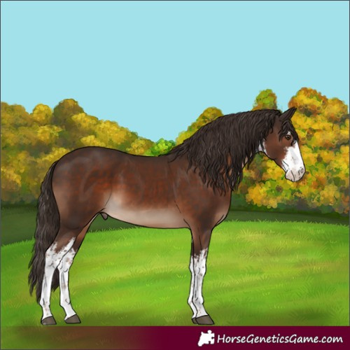 Horse Color:White Spotted Liver Chestnut