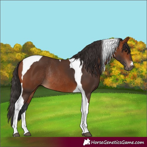Horse Color:Bay Tobiano Rabicano 