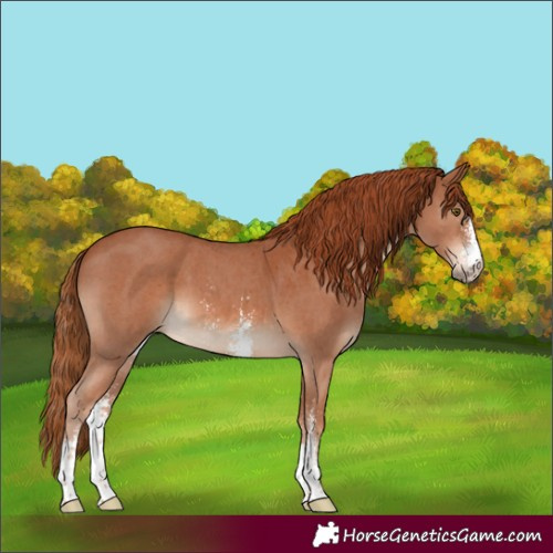 Horse Color:Chestnut Sabino