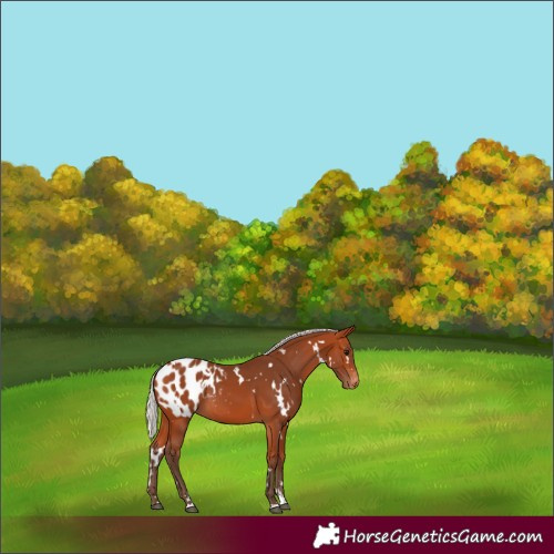 Horse Color:White Spotted Silver Bay Blanket 