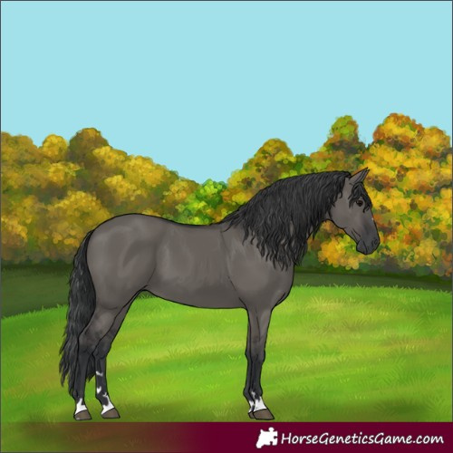 Horse Color:Grullo