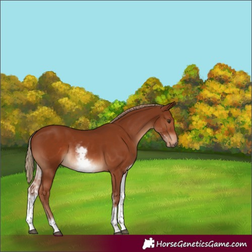 Horse Color:White Spotted Chestnut 