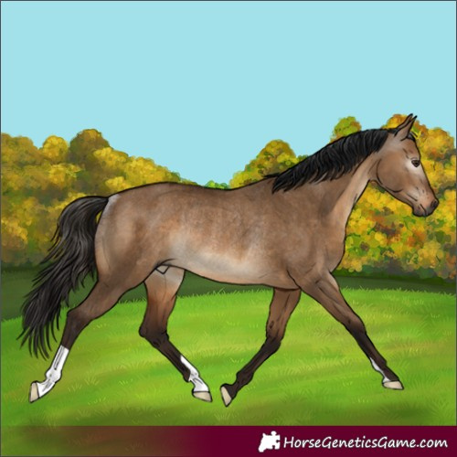 Horse Color:Gray Bay Dun Rabicano