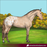 Horse Color:Red Dun Appaloosa  and Bay Dun Appaloosa 