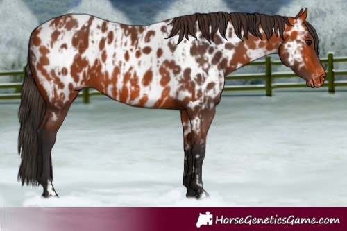 Horse Color:Bay Near Leopard  and Bay Near Leopard 