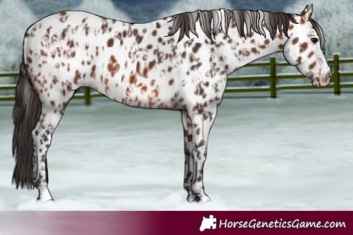 Horse Color:Bay Near Leopard  and Bay Near Leopard 