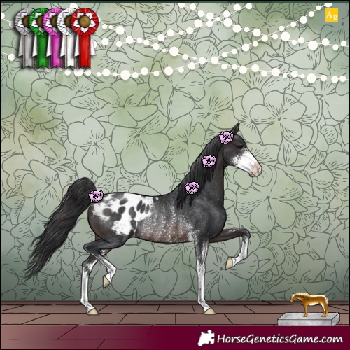 Horse Color:Brown Sabino Appaloosa Rabicano 
