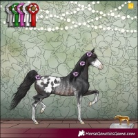 Horse Color:Brown Sabino Appaloosa Rabicano 
