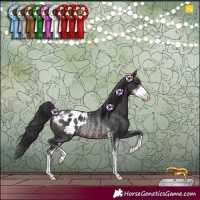 Horse Color:Brown Sabino Appaloosa Rabicano
