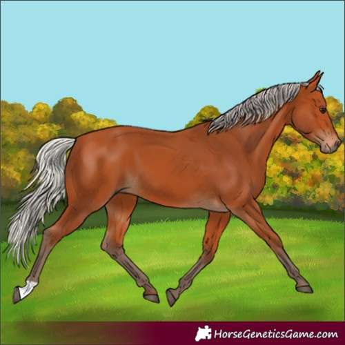 Horse Color:Silver Bay 