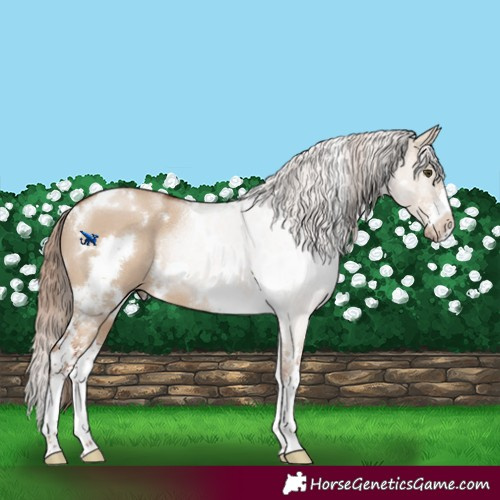 Horse Color:White Spotted Red Dun Sabino