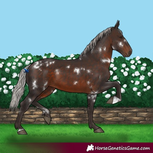 Horse Color:White Spotted Silver Brown 